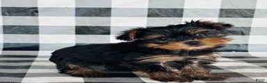 Yorkshire Terrier Puppy 2