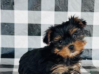 Yorkshire Terrier dogs Yorkshire Terrier Puppy 2 - Ad 24