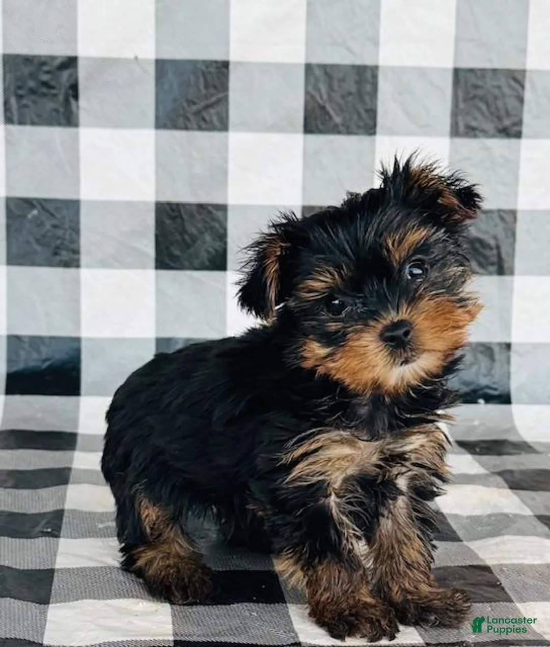 Yorkshire Terrier dogs for sale: Yorkshire Terrier Puppy 2 - Ad 1