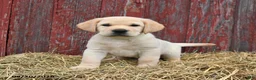 Labrador Retriever dogs for sale: Wibur - Ad 3
