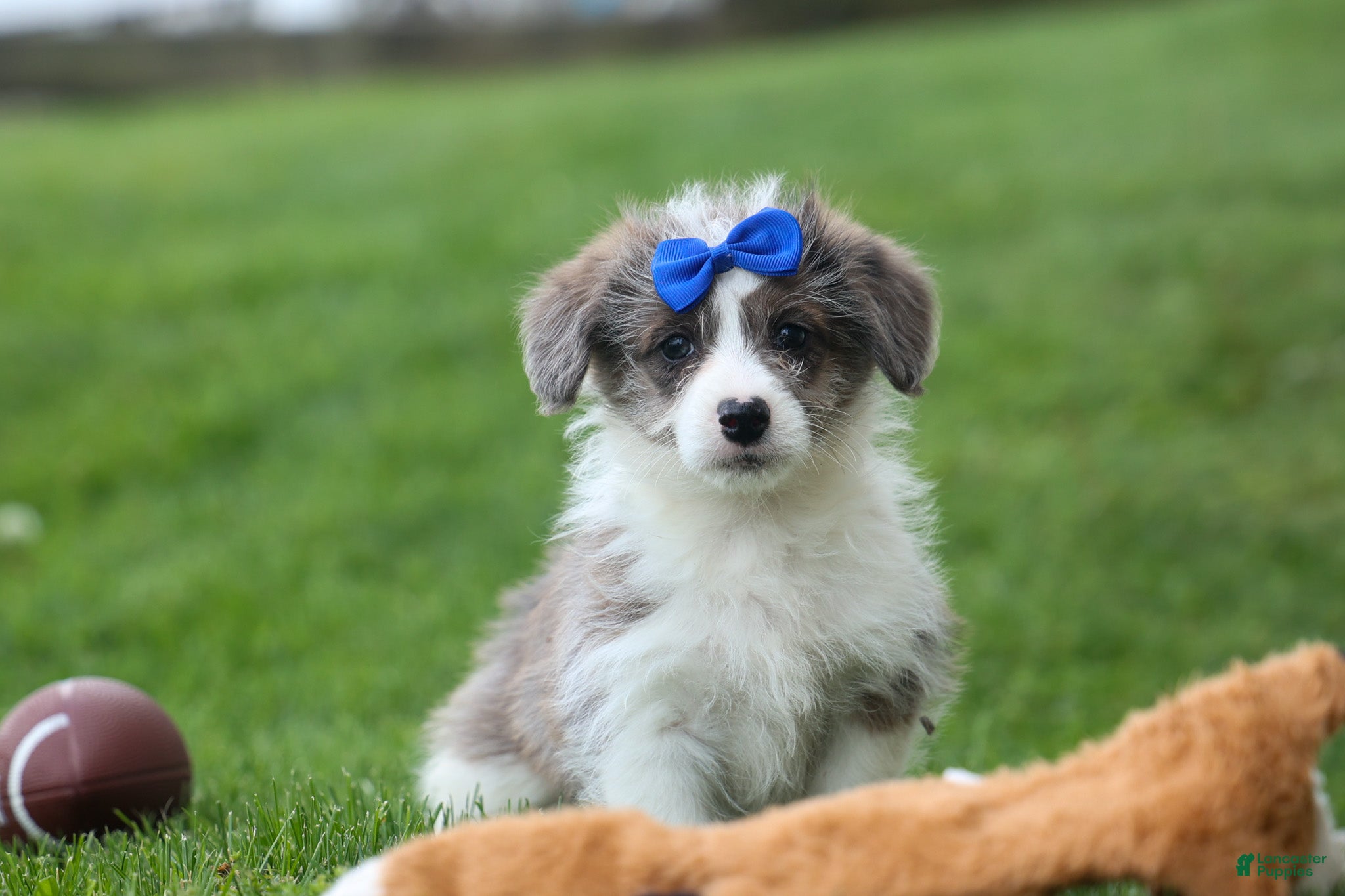 Corgipoo dogs NOAH - Ad 1