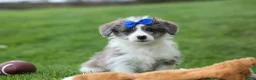 Corgipoo dogs for sale: NOAH - Ad 1