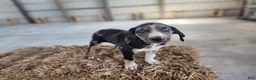Catahoula Leopard Dog dogs for sale: Duchess 2026 Male 4 - Ad 25