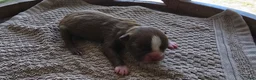 Boston Terrier dogs for sale: Boston Terrier Puppy 2 - Ad 3