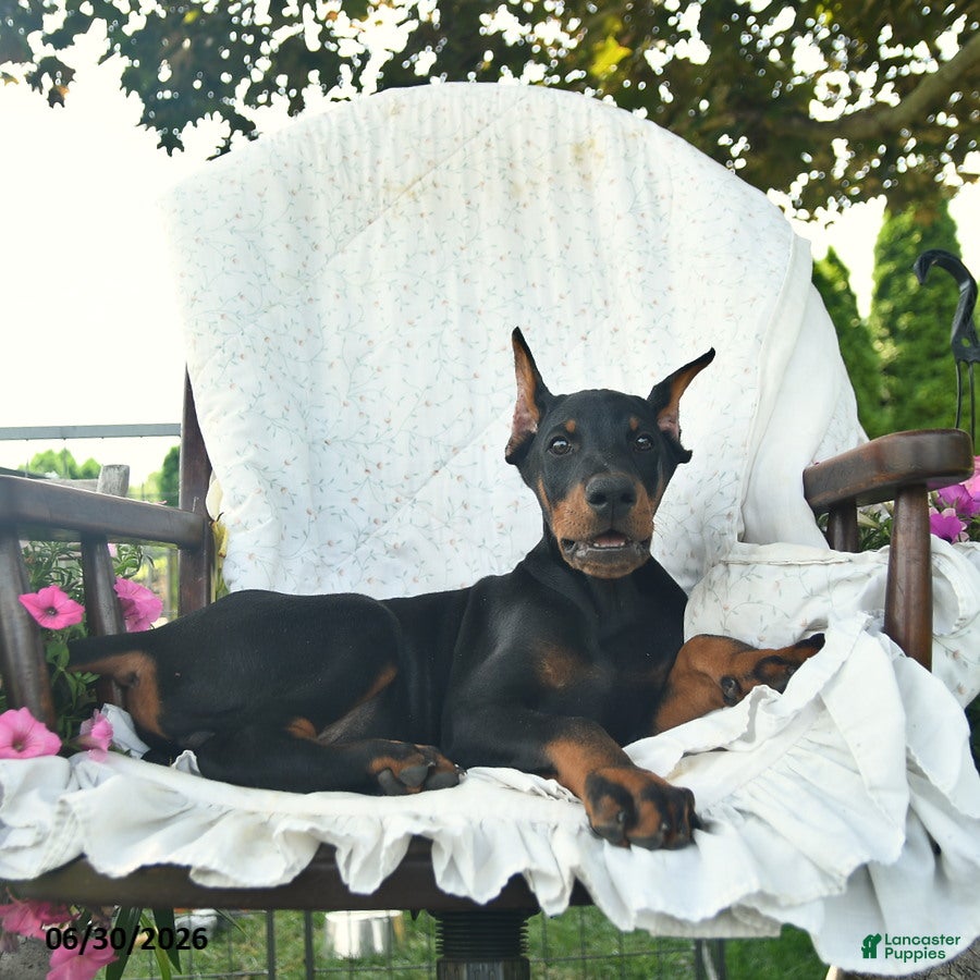 Doberman Pinscher dogs Ladron - Ad 2