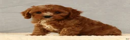 Cavapoo dogs for sale: Lilly - Ad 7