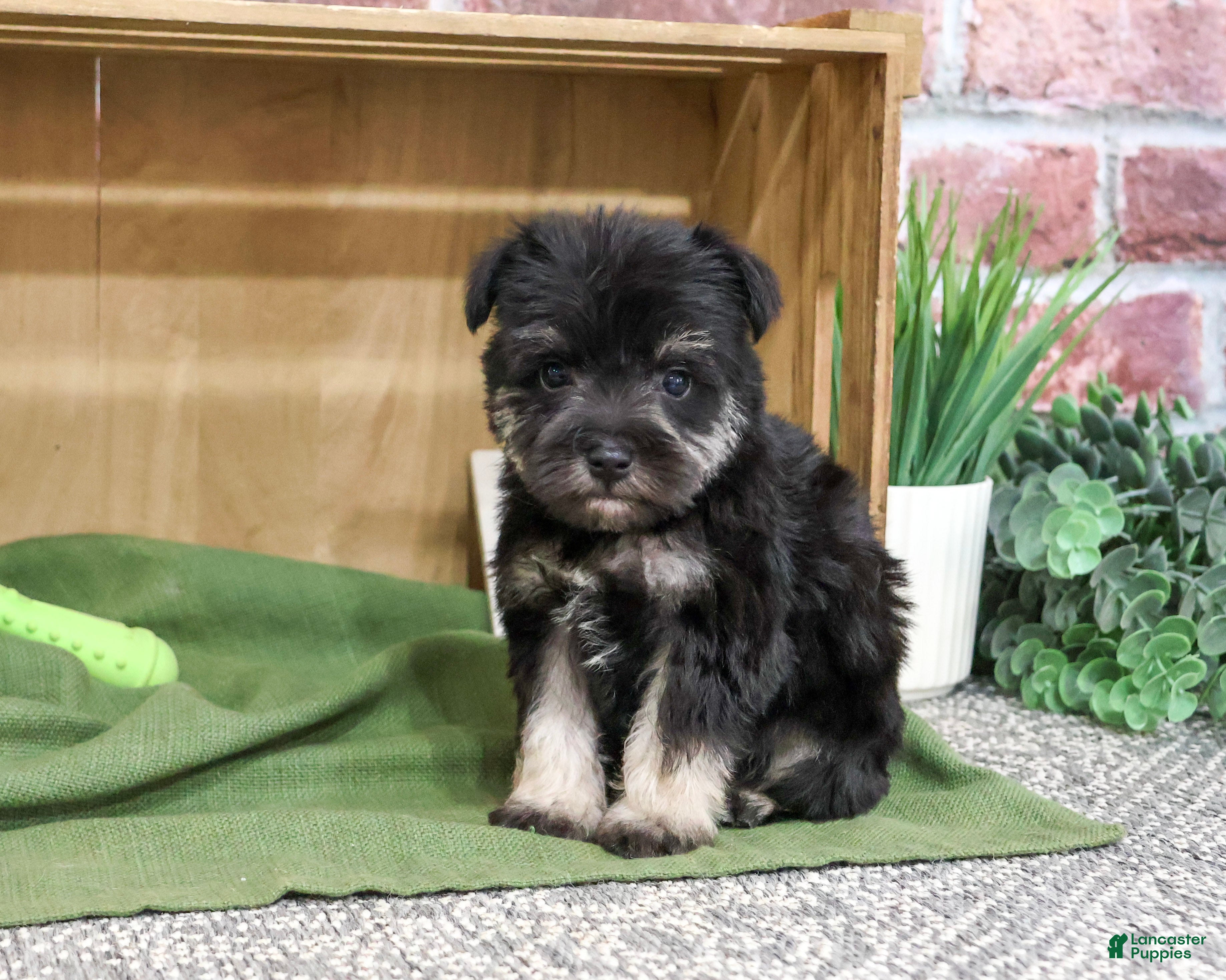 Miniature Schnauzer dogs Denver - Ad 42