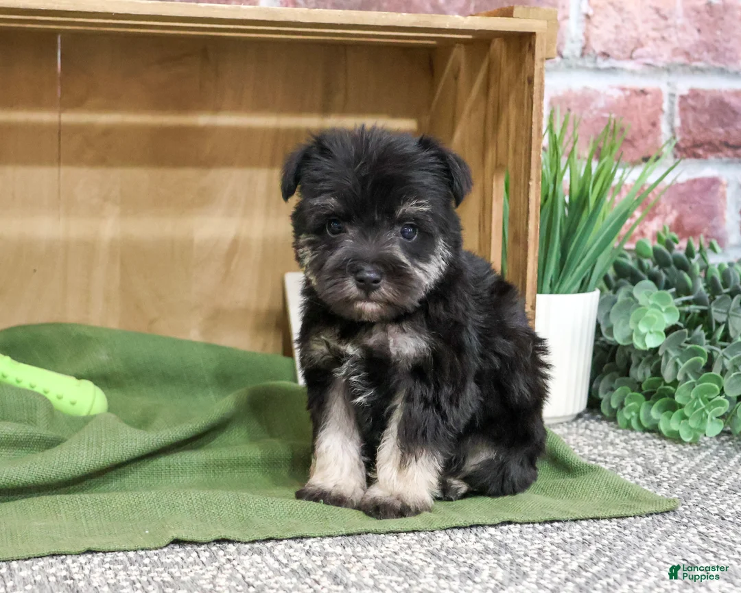 Miniature Schnauzer dogs for sale: Denver - Ad 1