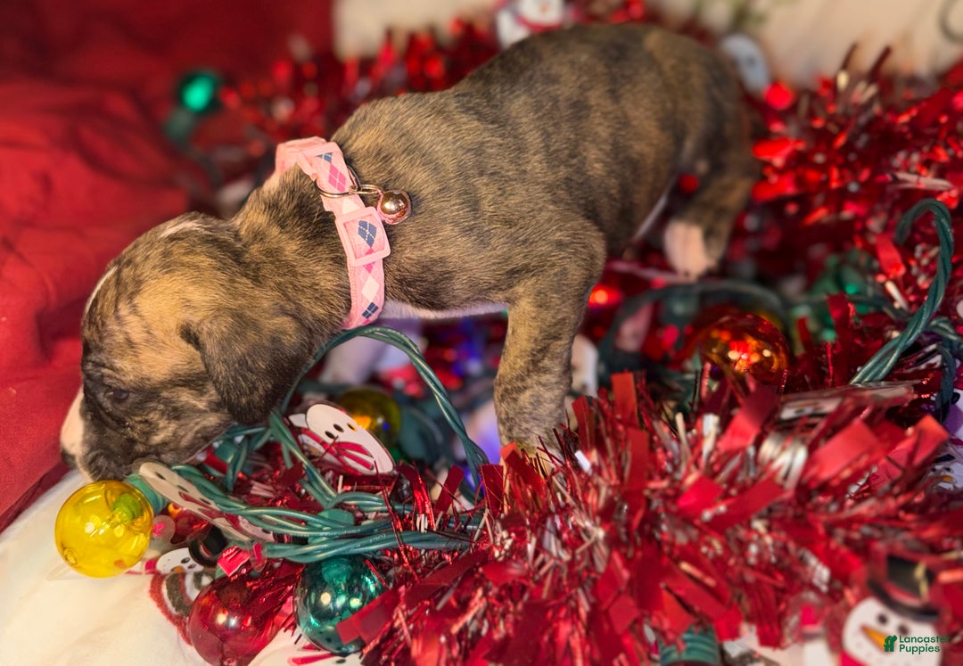 Great Dane dogs for sale: Izzy - Ad 7