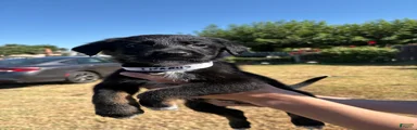 Ikarus 