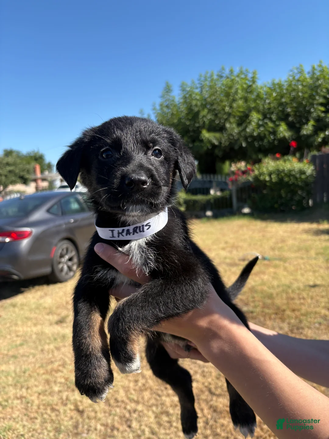 Mixed Breed dogs for sale: Ikarus  - Ad 1