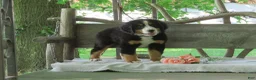 Bernese Mountain Dog dogs for sale: Joey - Ad 8