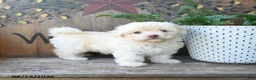 Maltipoo dogs for sale: Fiona - Ad 4