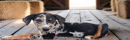 Catahoula Leopard Dog dogs for sale: MS 2026 Female 1 - Ad 5