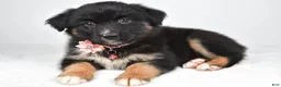 Miniature Australian Shepherd dogs for sale: Skye - Ad 10