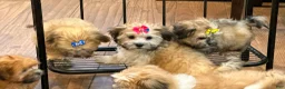 Teddy Bear dogs for sale: Rocky - Ad 4
