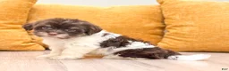 Havanese dogs for sale: Lilly - Ad 1