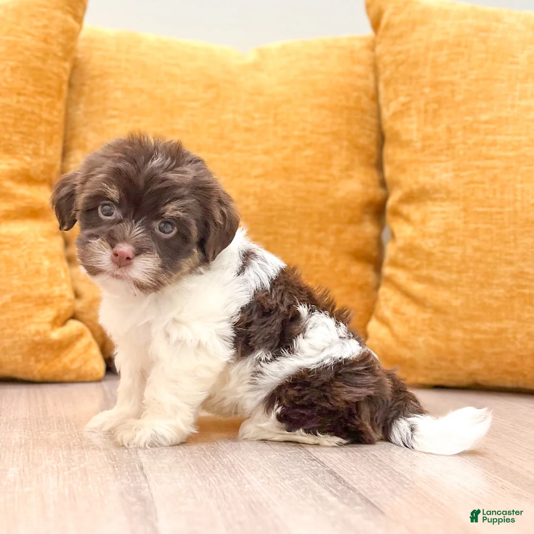 Havanese dogs for sale: Lilly - Ad 1