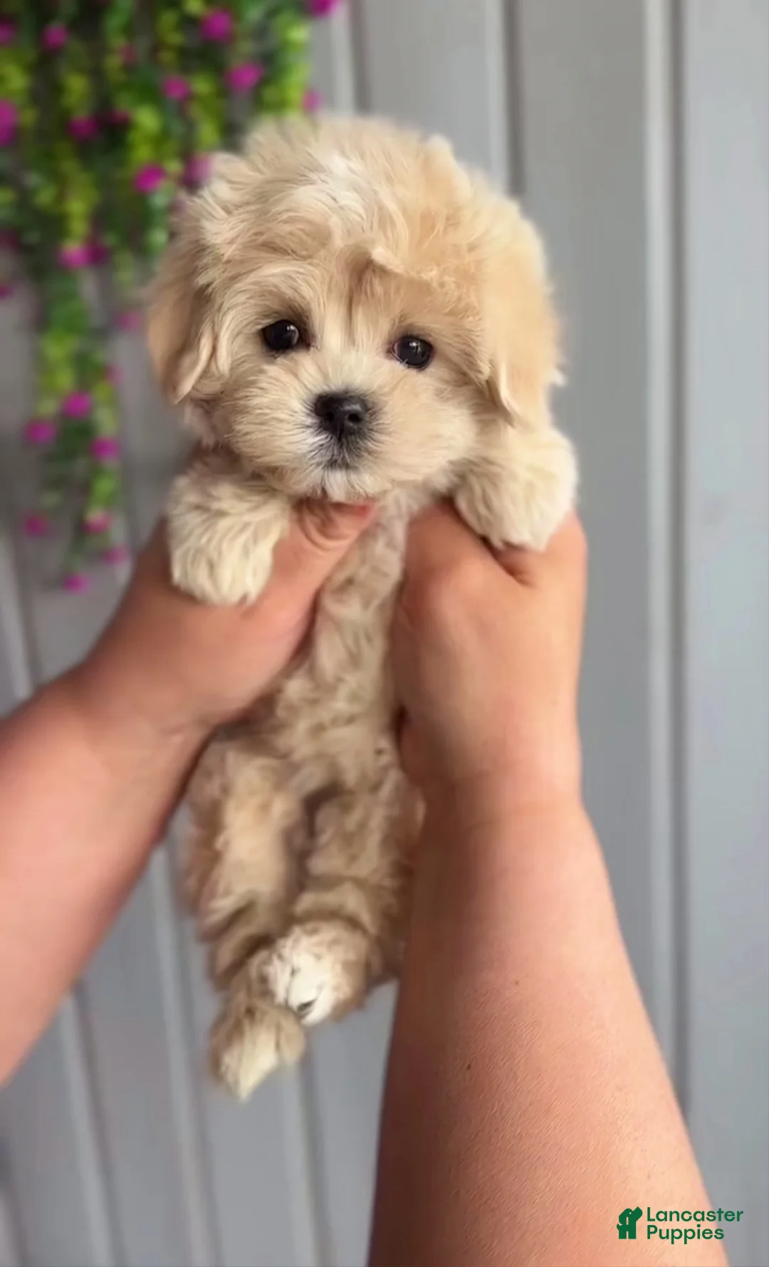 Maltipoo dogs for sale: Chelsea - Ad 2