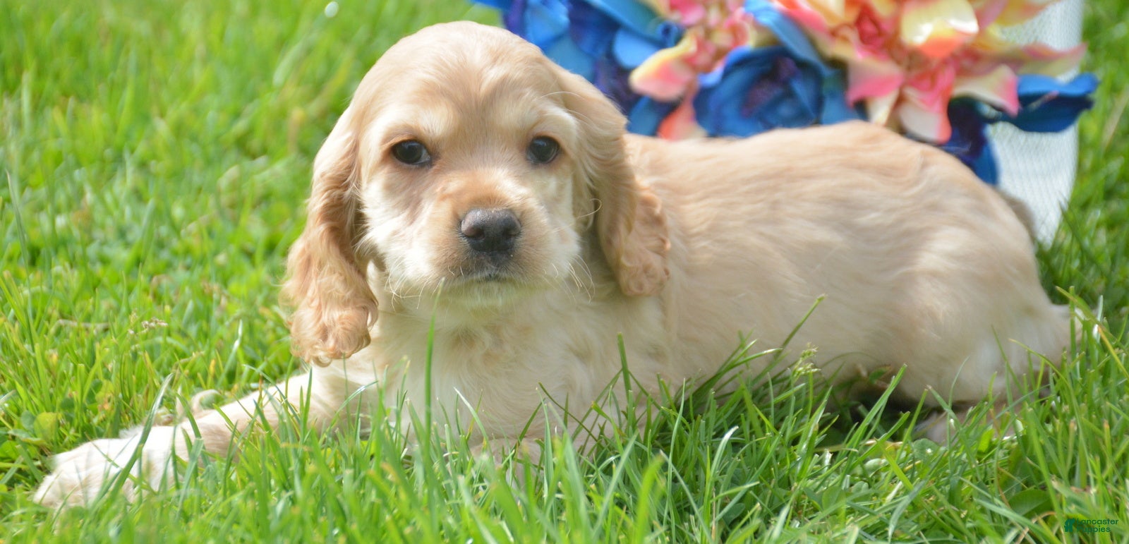 Cockapoo dogs Cockapoo Chrissy - Ad 31