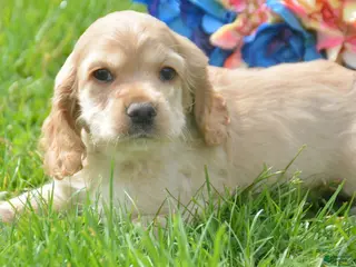 Cockapoo dogs Cockapoo Chrissy - Ad 31