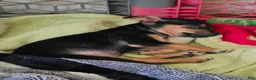Chihuahua dogs for sale: Frankie (Chihuahua 3) - Ad 11