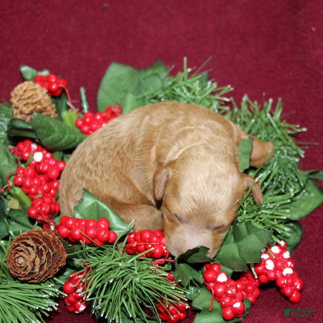 Miniature Poodle dogs Xena - Ad 2