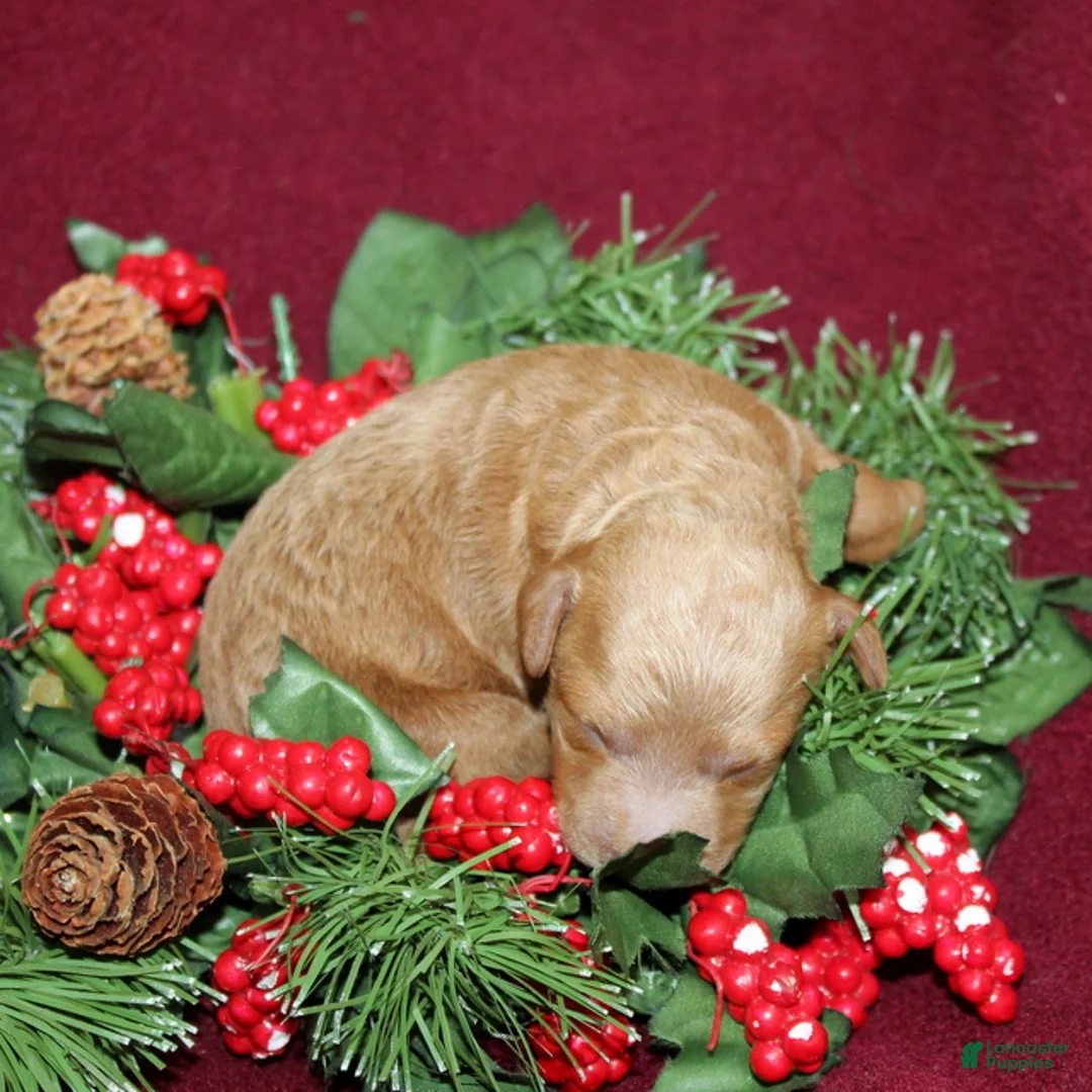 Miniature Poodle dogs for sale: Xena - Ad 2