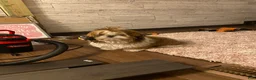 Shih Tzu dogs for sale: Shih Tzu 1 - Ad 5