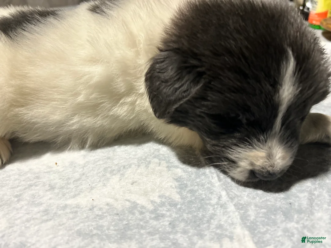 Mixed Breed dogs for sale: Mixed Breed Puppy 1 - Ad 9