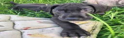 Great Dane dogs for sale: Max - Ad 11