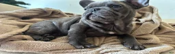 French Bulldog dogs for sale: King - Ad 6
