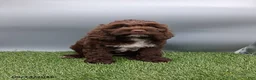 Cockapoo dogs for sale: Amber - Ad 7