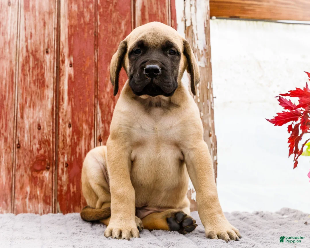 English Mastiff dogs for sale: Morris - Ad 1