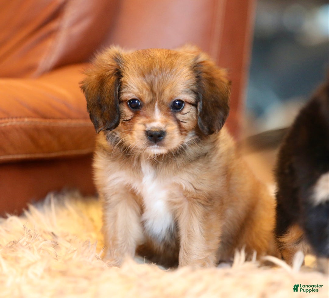 Mixed Breed dogs for sale: Cavalon Sparkle - Ad 19