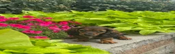 Miniature Dachshund dogs for sale: Dolly - Ad 3