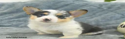 Welsh Corgi Pembroke dogs for sale: Marble - Ad 3