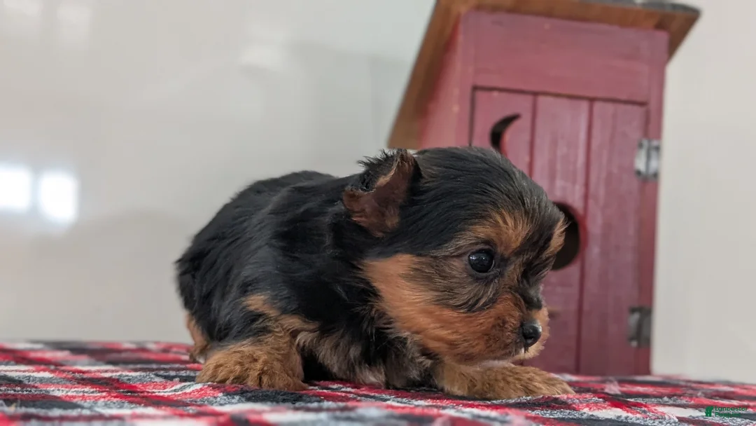 Yorkshire Terrier dogs for sale: Daisy - Ad 7