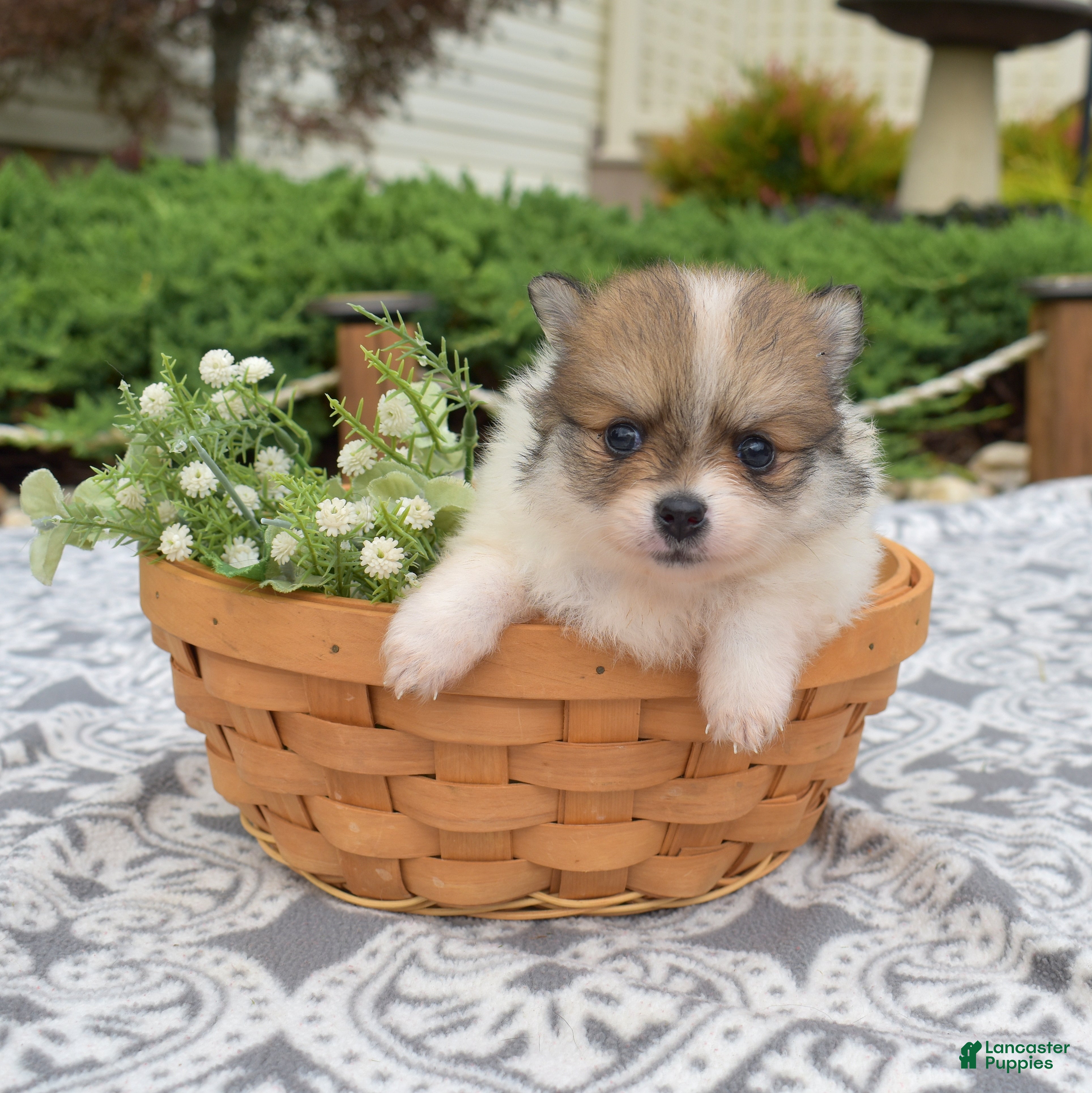 Pomeranian dogs Maggie - Ad 4
