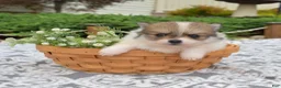Pomeranian dogs for sale: Maggie - Ad 1