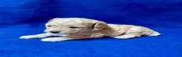 Cockapoo dogs for sale: Lavender  - Ad 8
