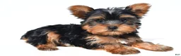 Yorkshire Terrier dogs for sale: Tracy - Ad 3