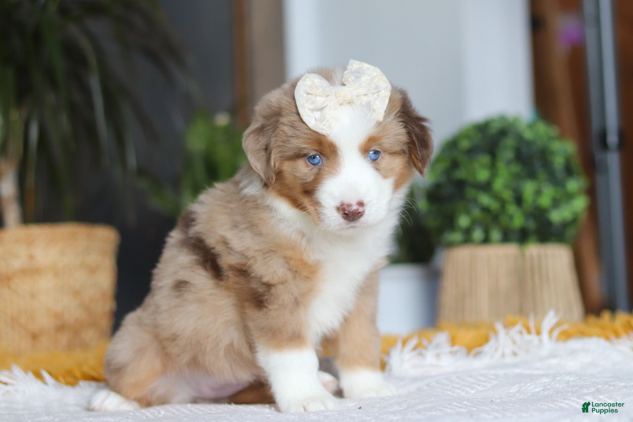 Australian Shepherd dogs Outback - Ad 2