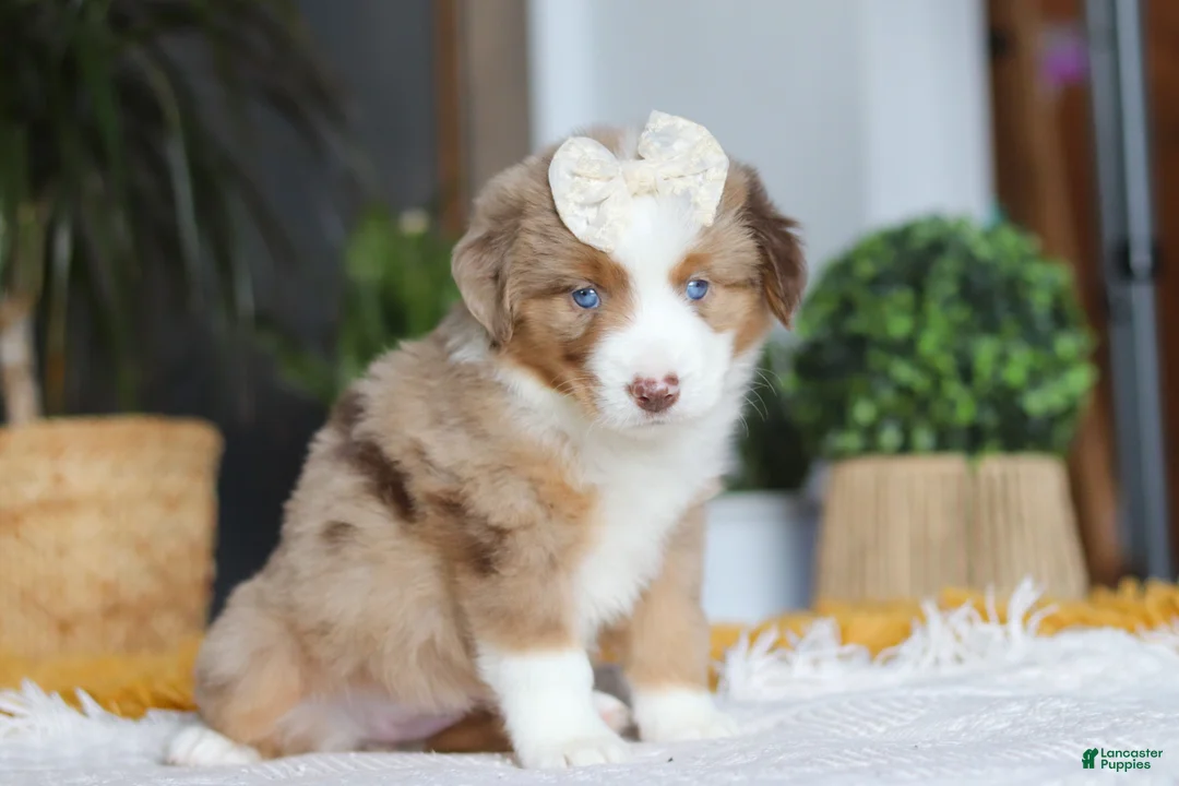 Australian Shepherd dogs for sale: Outback - Ad 2