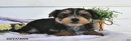 Morkie dogs for sale: Muff  - Ad 3