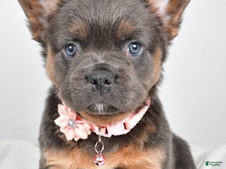 French Bulldog dogs Brenda - Ad 12