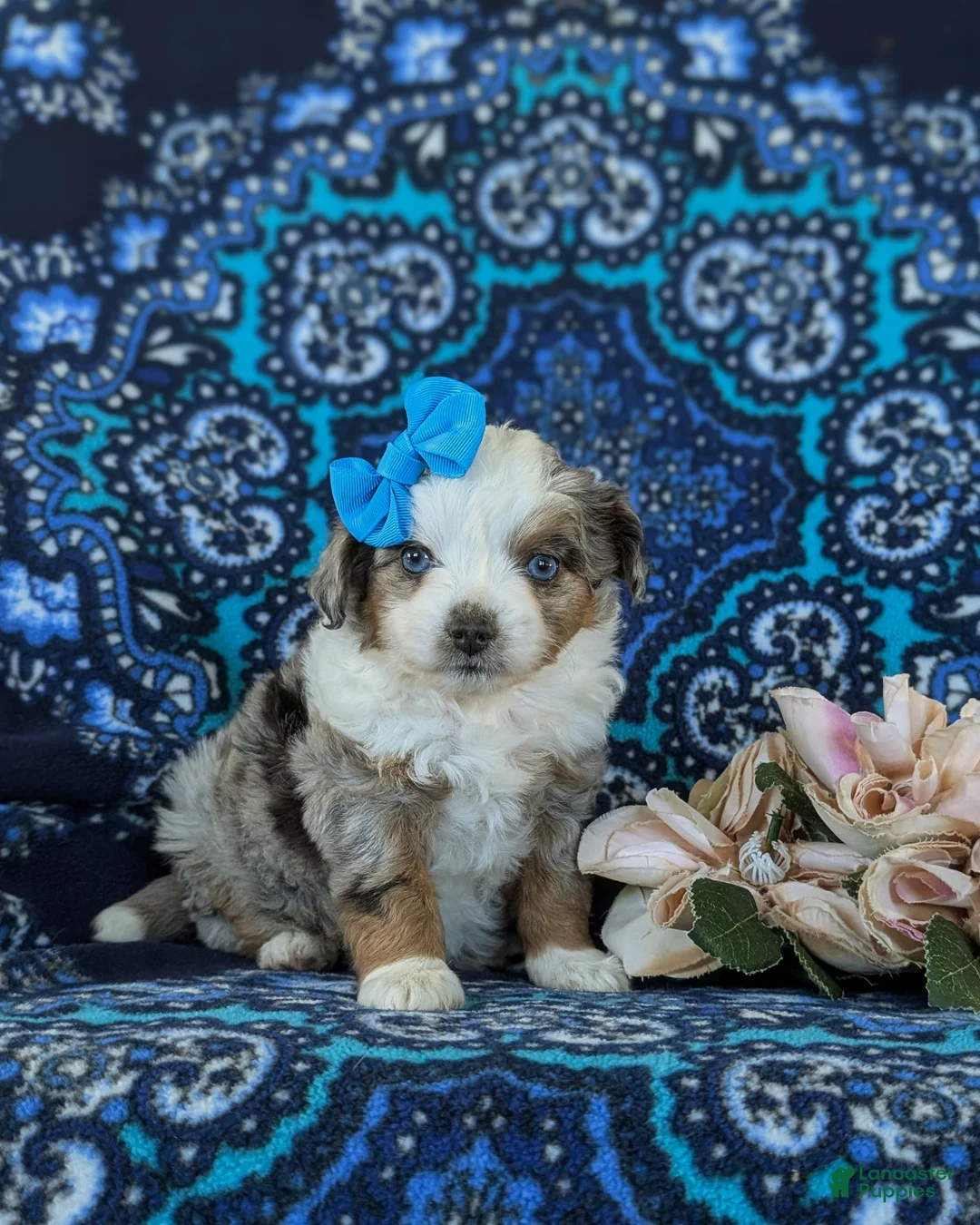Mini Aussiedoodle dogs for sale: Lenora - Ad 1