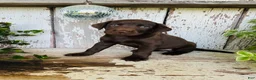 Labrador Retriever dogs for sale: Fiona  - Ad 3