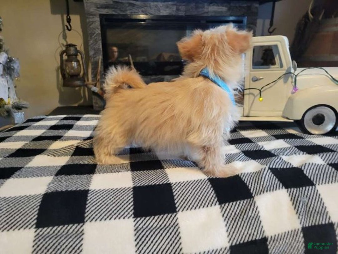 Morkie dogs for sale: Champ - Ad 3