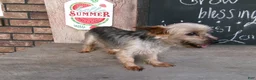 Yorkshire Terrier dogs for sale: Michael - Ad 5